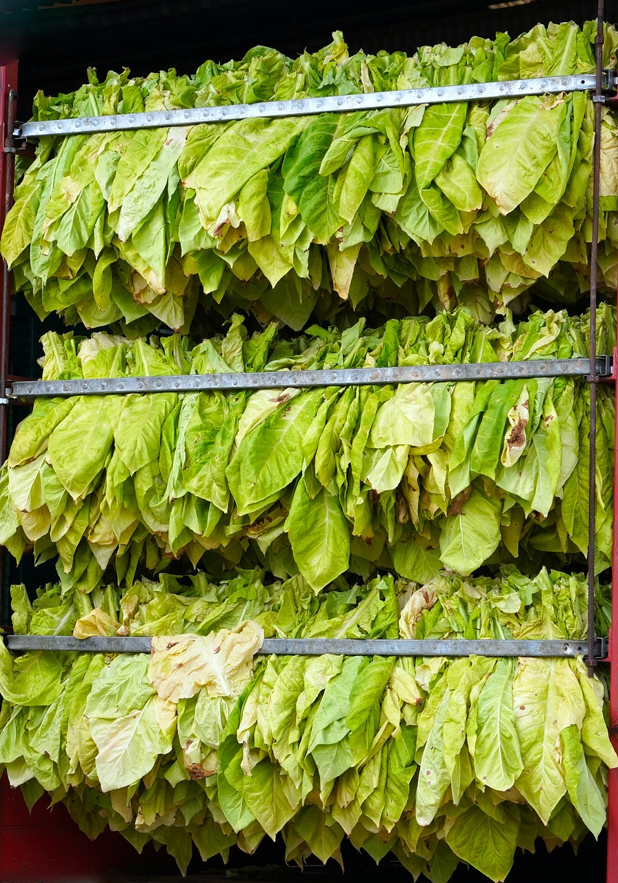 tobacco, harvest, leaves-5503978.jpg