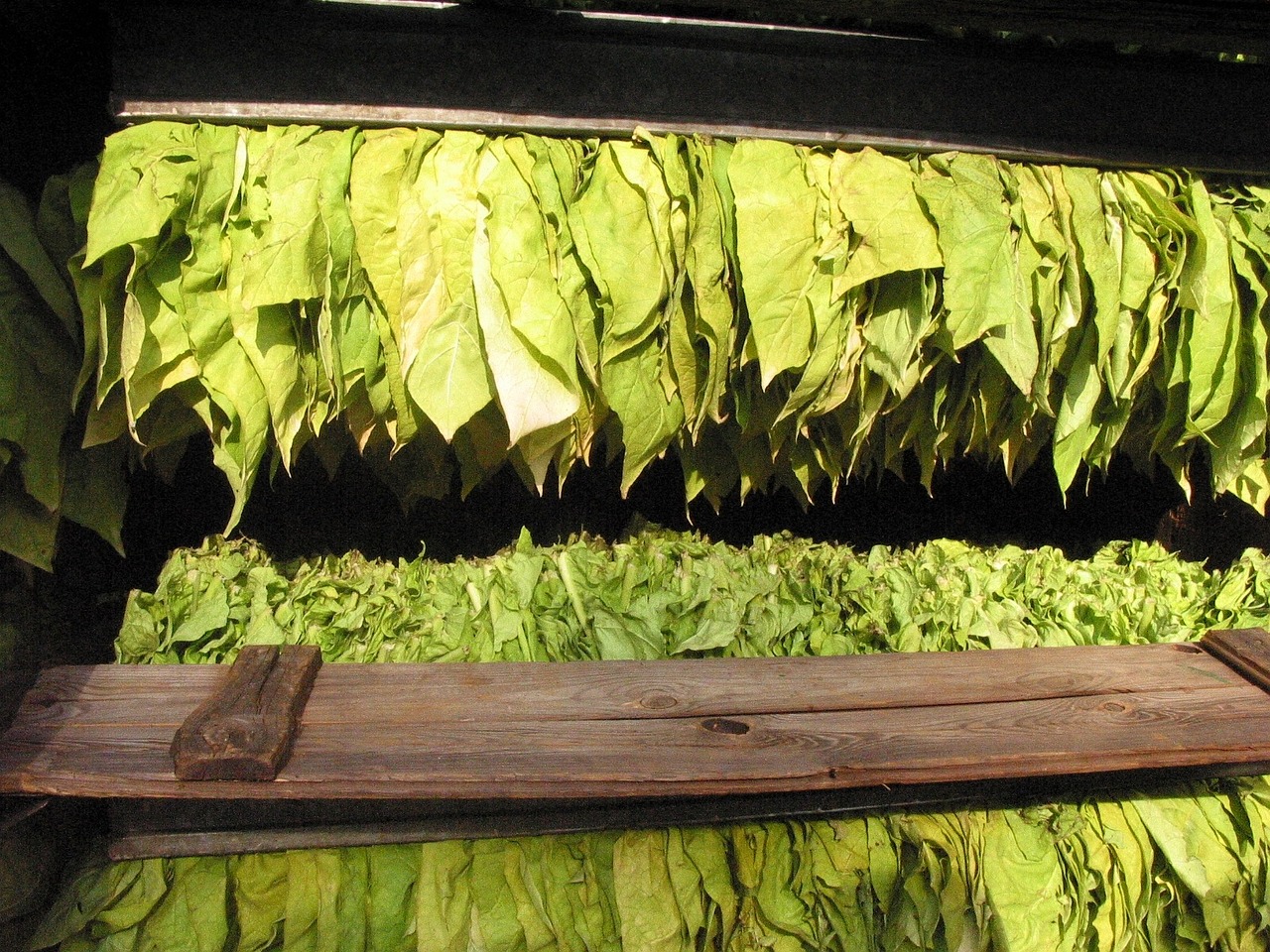 tobacco, tobacco leaves, tobacco core-16773.jpg