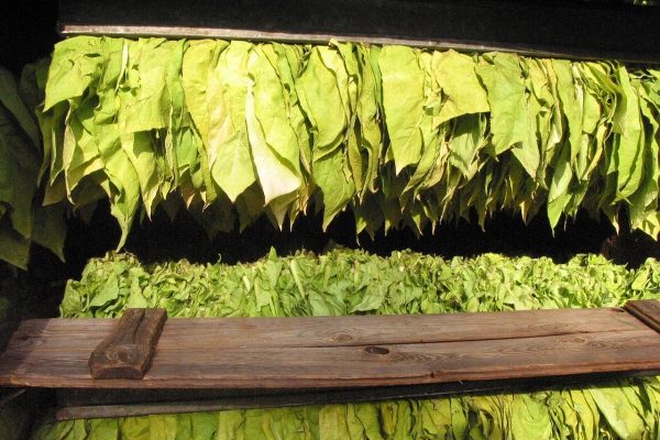 tobacco, tobacco leaves, tobacco core-16773.jpg